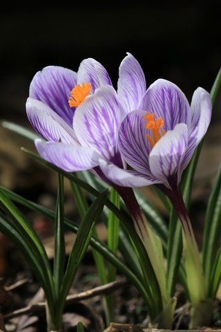 Обои цветы, весна, крокус, шафран, flowers, spring, krokus, saffron разрешение 2048x1365 Загрузить
