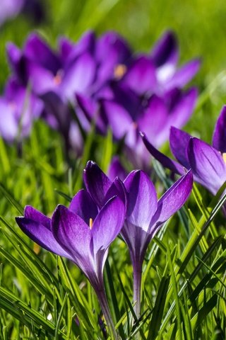 Обои цветы, весна, крокусы, боке, шафран, flowers, spring, crocuses, bokeh, saffron разрешение 2048x1536 Загрузить