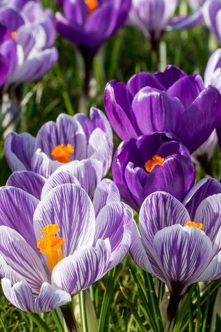 Обои цветы, весна, сиреневый, крокусы, шафран, flowers, spring, lilac, crocuses, saffron разрешение 2048x1361 Загрузить