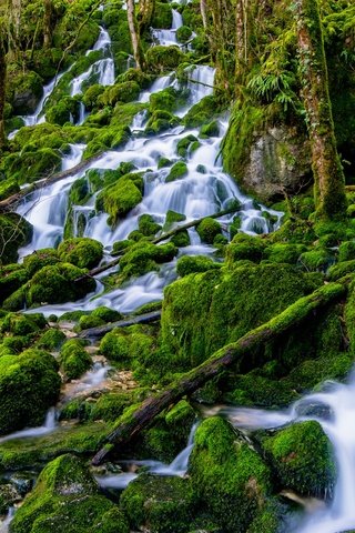 Обои деревья, вода, камни, лес, водопад, поток, мох, trees, water, stones, forest, waterfall, stream, moss разрешение 2048x1291 Загрузить