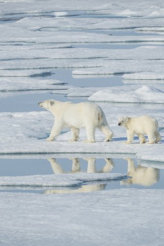 Обои вода, снег, отражение, лёд, медведи, белый медведь, детеныши, белые медведи, water, snow, reflection, ice, bears, polar bear, cubs, polar bears разрешение 4000x2670 Загрузить