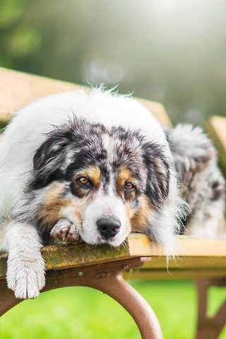 Обои взгляд, собака, скамья, австралийская овчарка, look, dog, bench, australian shepherd разрешение 2560x1707 Загрузить