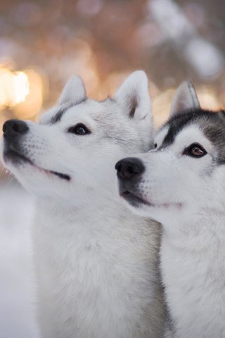 Обои глаза, зима, взгляд, хаски, собаки, мордочки, сибирский хаски, eyes, winter, look, husky, dogs, faces, siberian husky разрешение 2048x1365 Загрузить