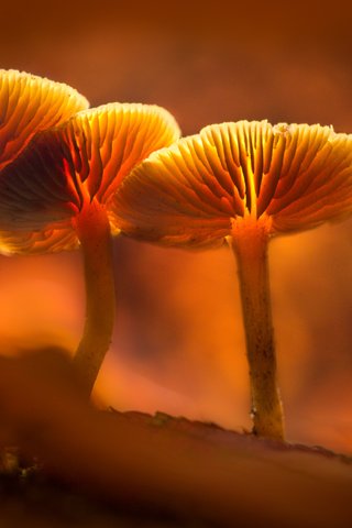 Обои свет, грибы, гриб, оранжевый, подсветка, sophiaspurgin, light, mushrooms, mushroom, orange, backlight разрешение 5760x3840 Загрузить