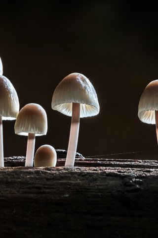 Обои лес, макро, осень, грибы, sophiaspurgin, forest, macro, autumn, mushrooms разрешение 5241x2948 Загрузить