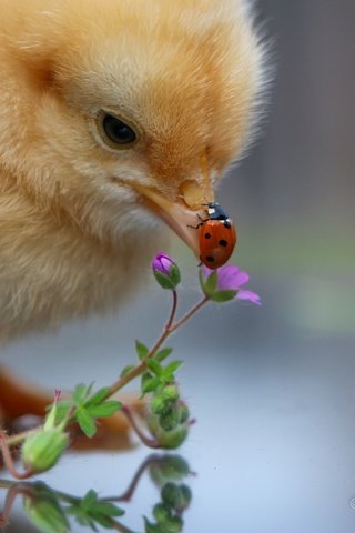 Обои цветы, насекомое, божья коровка, птица, малыш, цыплёнок, курица, flowers, insect, ladybug, bird, baby, chicken разрешение 2048x1365 Загрузить