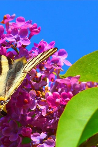 Обои цветение, макро, насекомое, бабочка, весна, сирень, flowering, macro, insect, butterfly, spring, lilac разрешение 3004x1821 Загрузить