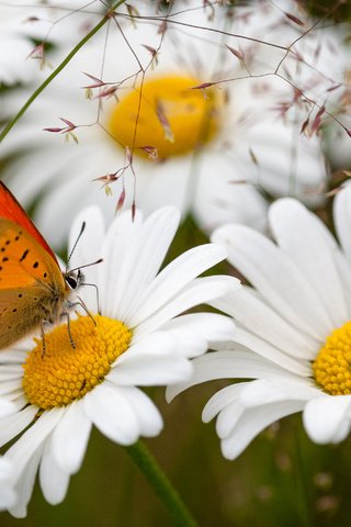 Обои цветы, насекомое, бабочка, ромашки, flowers, insect, butterfly, chamomile разрешение 3000x2000 Загрузить