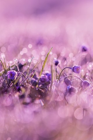 Обои цветы, фон, утро, блики, весна, unclefedor, flowers, background, morning, glare, spring разрешение 2560x1446 Загрузить