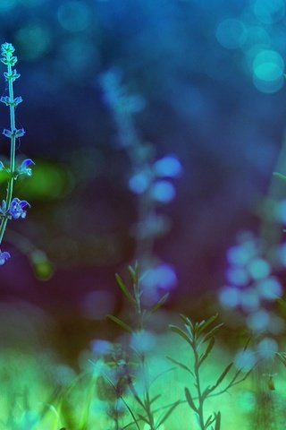 Обои цветы, природа, растения, фон, голубые, цикорий, цикорий обыкновенный, flowers, nature, plants, background, blue, chicory, chicory common разрешение 1920x1280 Загрузить