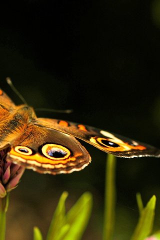 Обои цветы, макро, насекомое, бабочка, размытость, flowers, macro, insect, butterfly, blur разрешение 2560x1600 Загрузить