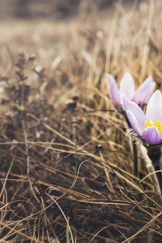 Обои цветы, природа, весна, сон-трава, прострел, flowers, nature, spring, sleep-grass, cross разрешение 2048x1112 Загрузить