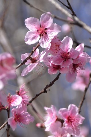 Обои цветы, цветение, ветки, весна, розовые, flowers, flowering, branches, spring, pink разрешение 2304x1536 Загрузить