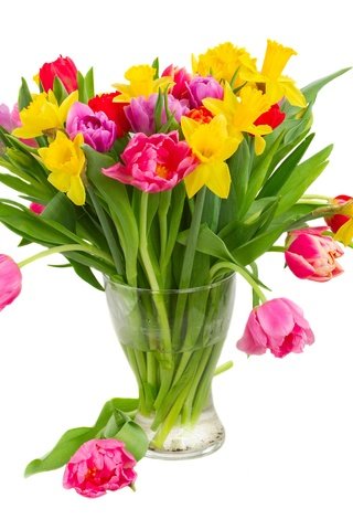 Обои цветы, нарциссы, вода, желтые, разноцветные, фиолетовые, красные, тюльпаны, розовые, белый фон, ваза, flowers, daffodils, water, yellow, purple, colorful, red, tulips, pink, white background, vase разрешение 6400x4000 Загрузить