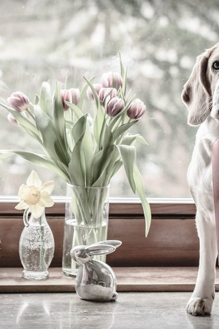 Обои цветы, собаки, животные, заяц, пара, фигурка, тюльпаны, бигль, окно, фоксхаунд, ваза, пасха, нарцисс, flowers, dogs, animals, hare, pair, figure, tulips, beagle, window, the foxhound, vase, easter, narcissus разрешение 2048x1365 Загрузить