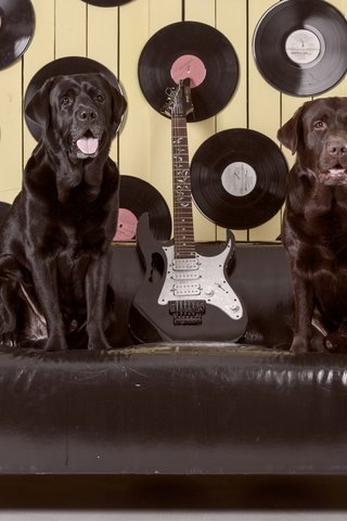 Обои гитара, диван, лабрадор, собаки, пластинки, ретривер, guitar, sofa, labrador, dogs, records, retriever разрешение 3600x2384 Загрузить