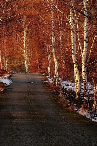 Обои дорога, деревья, снег, березы, весна, road, trees, snow, birch, spring разрешение 1920x1280 Загрузить