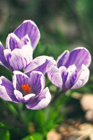 Обои цветы, поле, весна, фиолетовые, крокусы, шафран, flowers, field, spring, purple, crocuses, saffron разрешение 3840x2880 Загрузить