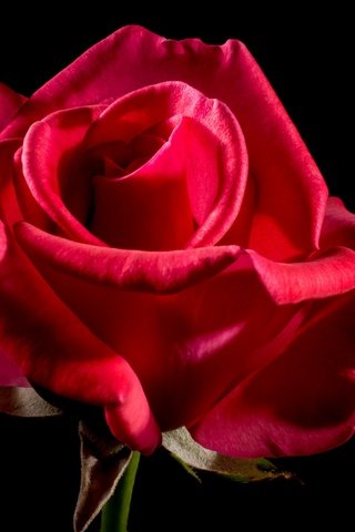 Обои фон, цветок, роза, черный фон, алая, background, flower, rose, black background, scarlet разрешение 4000x2667 Загрузить