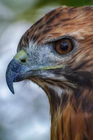 Обои глаза, орел, птица, клюв, перья, eyes, eagle, bird, beak, feathers разрешение 2048x1152 Загрузить