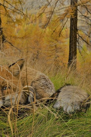 Обои трава, горы, природа, лес, осень, лиса, хищник, змея, grass, mountains, nature, forest, autumn, fox, predator, snake разрешение 2048x1363 Загрузить