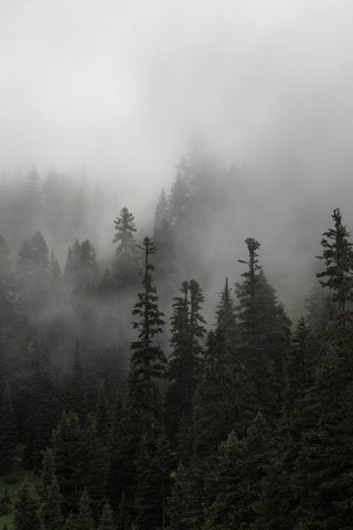 Обои деревья, природа, лес, туман, ели, trees, nature, forest, fog, ate разрешение 3840x2560 Загрузить