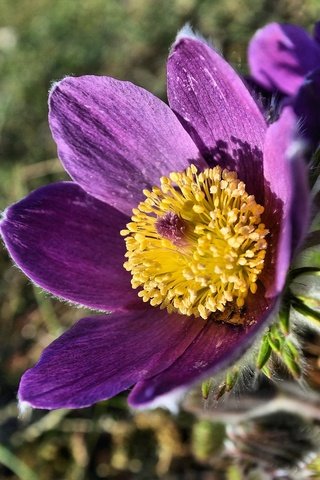 Обои макро, цветок, весна, анемон, сон-трава, прострел, macro, flower, spring, anemone, sleep-grass, cross разрешение 2048x1365 Загрузить