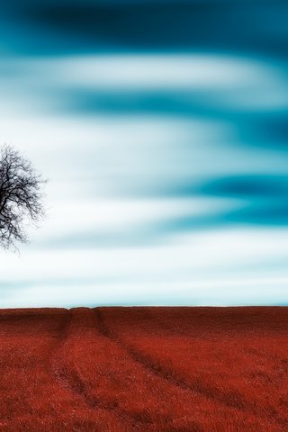 Обои небо, трава, облака, дерево, поле, the sky, grass, clouds, tree, field разрешение 6016x3654 Загрузить