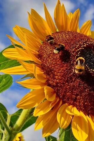 Обои небо, насекомое, цветок, подсолнух, пчела, шмель, the sky, insect, flower, sunflower, bee, bumblebee разрешение 1920x1080 Загрузить