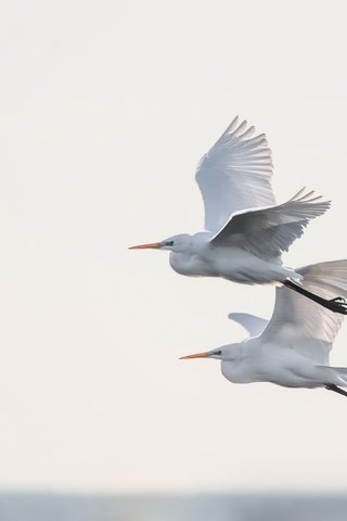 Обои небо, полет, крылья, птицы, цапля, the sky, flight, wings, birds, heron разрешение 2500x1669 Загрузить