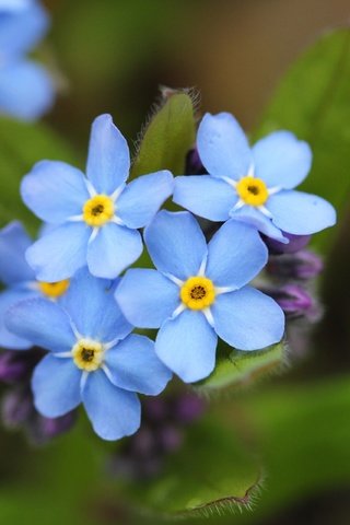 Обои цветы, лепестки, незабудки, голубые, flowers, petals, forget-me-nots, blue разрешение 3840x2560 Загрузить