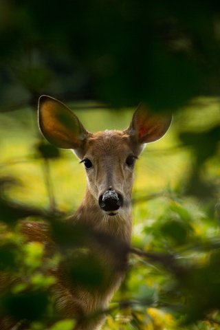 Обои природа, дерево, листья, олень, ветки, животное, косуля, nature, tree, leaves, deer, branches, animal, roe разрешение 3840x2560 Загрузить