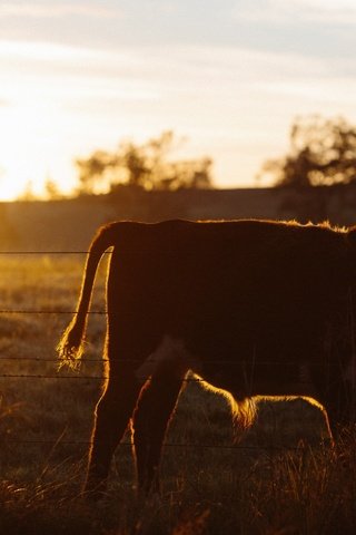 Обои природа, закат, поле, корова, телёнок, nature, sunset, field, cow, calf разрешение 2560x1707 Загрузить