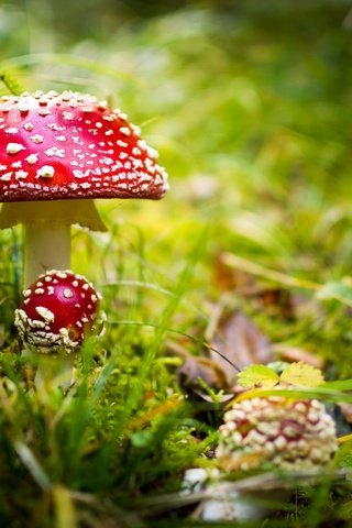 Обои трава, природа, фон, грибы, мухоморы, grass, nature, background, mushrooms, amanita разрешение 2048x1303 Загрузить