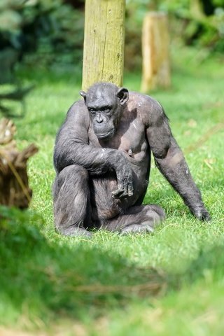 Обои природа, фон, обезьяна, горилла, nature, background, monkey, gorilla разрешение 2560x1708 Загрузить