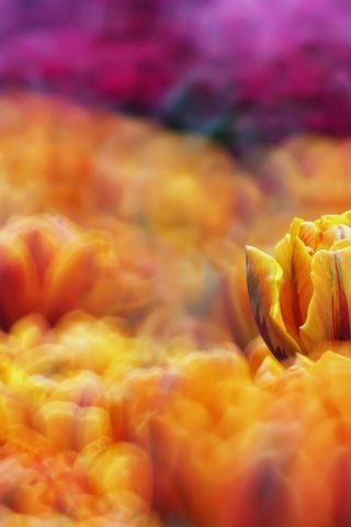 Обои цветы, природа, краски, тюльпаны, клумба, flowers, nature, paint, tulips, flowerbed разрешение 1920x1080 Загрузить