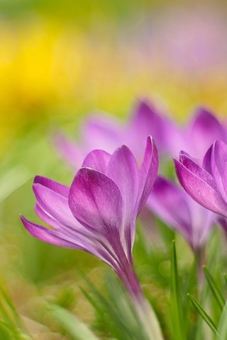 Обои цветы, природа, лепестки, весна, крокус, flowers, nature, petals, spring, krokus разрешение 2048x1365 Загрузить