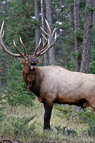 Обои деревья, природа, лес, олень, рога, trees, nature, forest, deer, horns разрешение 2048x1470 Загрузить