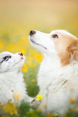 Обои цветы, природа, лето, щенок, собаки, бордер-колли, flowers, nature, summer, puppy, dogs, the border collie разрешение 2048x1365 Загрузить