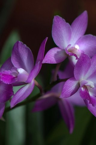 Обои природа, макро, лепестки, орхидея, соцветие, nature, macro, petals, orchid, inflorescence разрешение 2048x1360 Загрузить