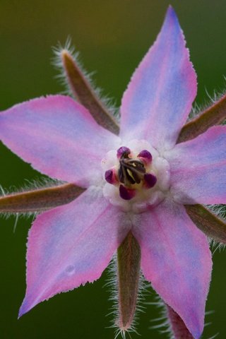 Обои природа, макро, лепестки, огуречник, огуречная трава, nature, macro, petals, borage разрешение 2880x1828 Загрузить