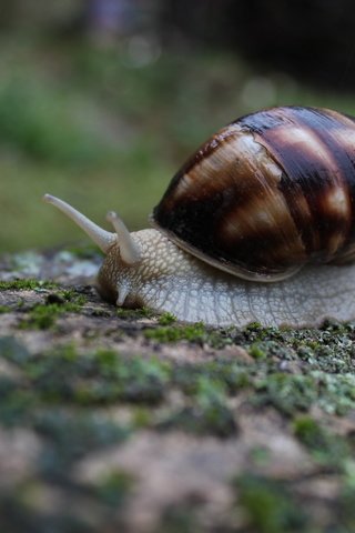 Обои природа, макро, моллюск, улитка, слизень, nature, macro, clam, snail, slug разрешение 5184x3456 Загрузить