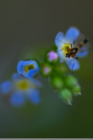 Обои природа, насекомое, фон, цветок, лепестки, незабудка, nature, insect, background, flower, petals, forget-me-not разрешение 2048x1361 Загрузить