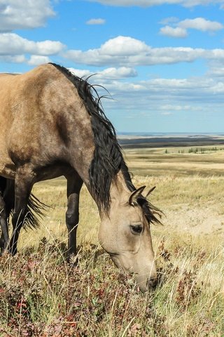 Обои небо, лошадь, облака, природа, поле, конь, грива, the sky, horse, clouds, nature, field, mane разрешение 2048x1363 Загрузить