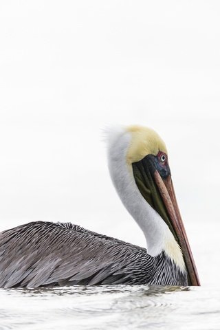 Обои вода, природа, птица, пеликан, water, nature, bird, pelican разрешение 2400x1503 Загрузить