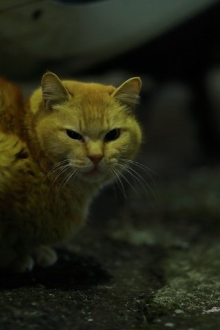 Обои глаза, кот, усы, кошка, взгляд, рыжий кот, взгляд. ночь, eyes, cat, mustache, look, red cat, look. night разрешение 3840x2560 Загрузить