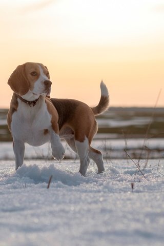 Обои глаза, снег, зима, мордочка, поле, взгляд, собака, бигль, eyes, snow, winter, muzzle, field, look, dog, beagle разрешение 3840x2689 Загрузить