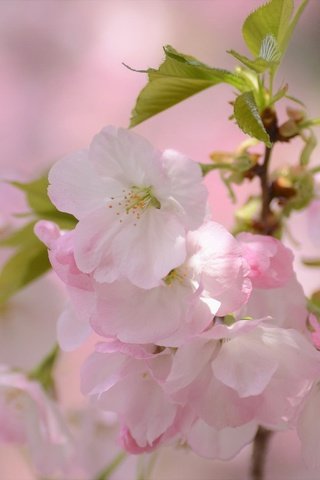 Обои ветка, цветение, макро, весна, вишня, сакура, цветки, branch, flowering, macro, spring, cherry, sakura, flowers разрешение 2048x1356 Загрузить