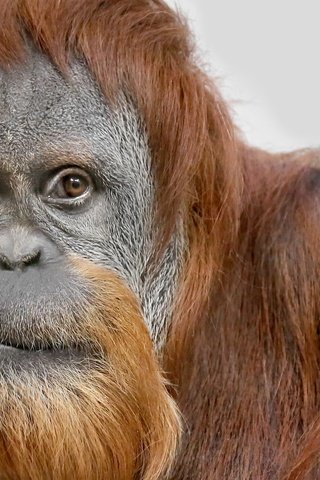 Обои взгляд, обезьяна, орангутан, суматранский орангутанг, look, monkey, orangutan, sumatran orangutan разрешение 2048x1352 Загрузить
