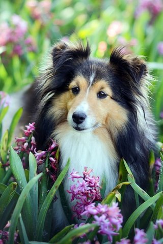 Обои цветы, взгляд, собака, друг, гиацинты, шелти, шетландская овчарка, flowers, look, dog, each, hyacinths, sheltie, shetland sheepdog разрешение 2048x1264 Загрузить